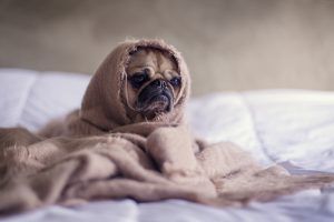 A pug puppy sits on a white duvet, wrapped in a beige blanket.