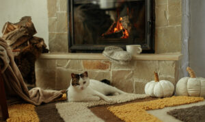 cat sleeping on rug next to the fire pace